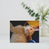 Carte postale Cute Kitten (Debout devant)