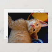 Carte postale Cute Kitten (Devant / Derrière)