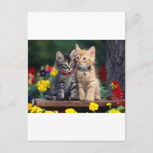 Carte Postale Cute-Kitten (Devant)