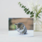 Carte Postale Cute Kitten (Debout devant)