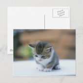Carte Postale Cute Kitten (Devant / Derrière)