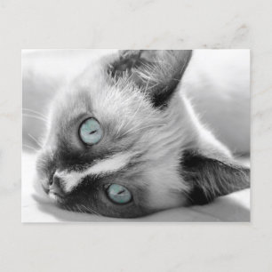 Carte Postale Cute Kitten aux yeux bleus