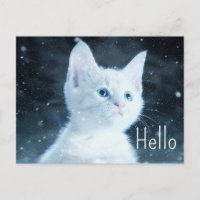 Cute Kitten blanc avec de beaux yeux bleus Bonjour