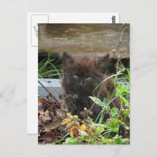 Carte Postale Cute Kitten noir (Devant / Derrière)