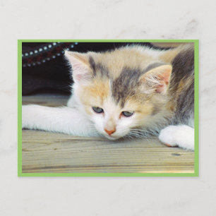 Carte Postale Cute Kitten Posé Au Sol Avec Tête Triste