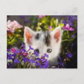 Carte Postale Cute Kitten Spring (Devant)