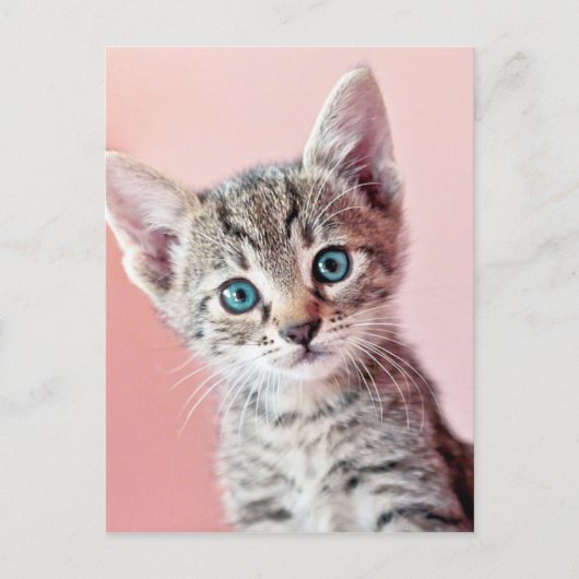 Carte Postale Cute kitten with blue eyes. (Devant)