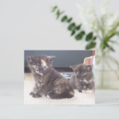 Carte Postale Cute Kittens (Debout devant)