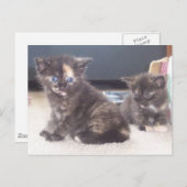 Carte Postale Cute Kittens (Devant / Derrière)
