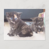 Carte Postale Cute Kittens (Devant)
