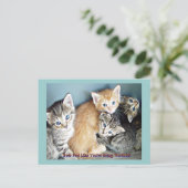 Carte Postale Cute kittens (Debout devant)