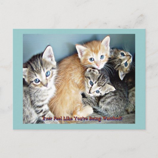 Carte Postale Cute kittens (Devant)