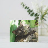Carte Postale Cute kittens cuddling (Debout devant)