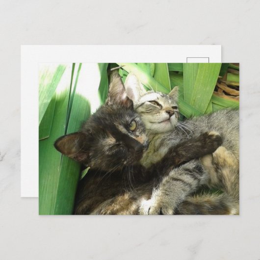 Carte Postale Cute kittens cuddling (Devant / Derrière)