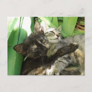 Carte Postale Cute kittens cuddling