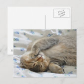 Carte Postale Cute kittin dormir (Devant / Derrière)