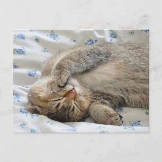 Carte Postale Cute kittin dormir (Devant)