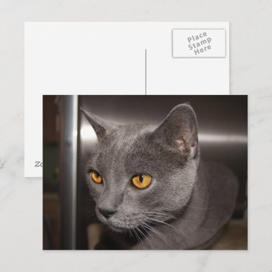 Carte Postale Cute Kitty (Devant / Derrière)