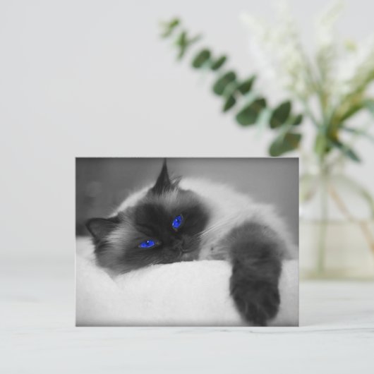 Carte Postale Cute Kitty (Debout devant)