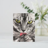 Carte Postale Cute Kitty (Debout devant)