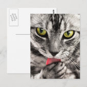 Carte Postale Cute Kitty (Devant / Derrière)