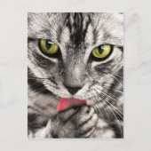 Carte Postale Cute Kitty (Devant)