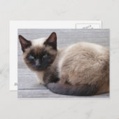 Carte Postale Cute Kitty (Devant / Derrière)