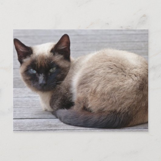 Carte Postale Cute Kitty (Devant)
