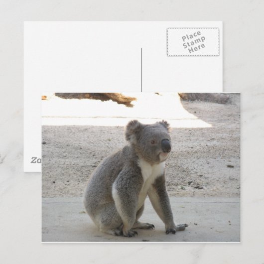 Carte Postale Cute Koala (Devant / Derrière)