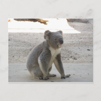 Carte Postale Cute Koala