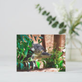 Carte Postale Cute Koala (Debout devant)