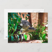 Carte Postale Cute Koala (Devant / Derrière)