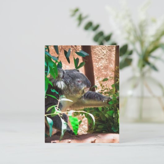 Carte Postale Cute Koala (Debout devant)
