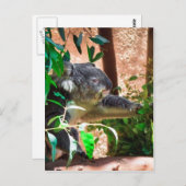 Carte Postale Cute Koala (Devant / Derrière)