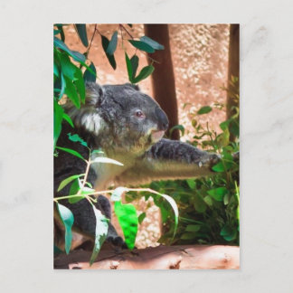 Carte Postale Cute Koala