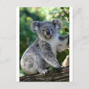 Carte Postale Cute koala australien