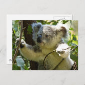 Carte Postale Cute Koala Bear Destiny Nature Aussi Outback (Devant / Derrière)