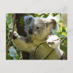 Carte Postale Cute Koala Bear Destiny Nature Aussi Outback