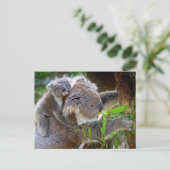 Carte Postale Cute Koala Bear Destiny Nature Aussi Outback (Debout devant)