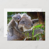 Carte Postale Cute Koala Bear Destiny Nature Aussi Outback (Devant / Derrière)