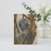 Carte postale Cute Koala Bear Sleeping (Debout devant)