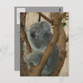 Carte postale Cute Koala Bear Sleeping (Devant / Derrière)