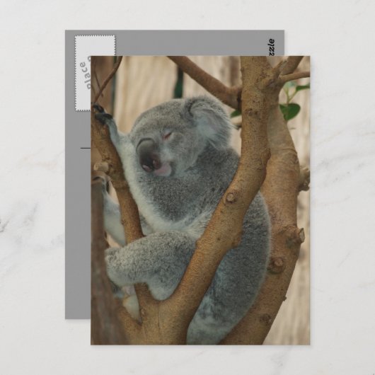 Carte postale Cute Koala Bear Sleeping (Devant / Derrière)