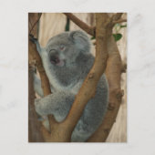 Carte postale Cute Koala Bear Sleeping (Devant)