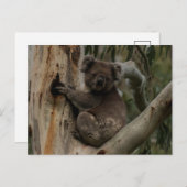 Carte Postale Cute Koala dans un arbre Australie (Devant / Derrière)