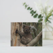 Carte Postale Cute Koala dans un arbre Australie (Debout devant)