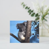 Carte Postale Cute Koala dans un arbre avec un arrière - plan bl (Debout devant)