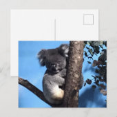 Carte Postale Cute Koala dans un arbre avec un arrière - plan bl (Devant / Derrière)