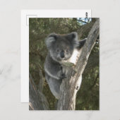 Carte Postale Cute Koala Escalade un arbre (Devant / Derrière)