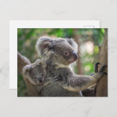 Carte Postale Cute Koala Ours & Cube Animal Australien (Devant / Derrière)